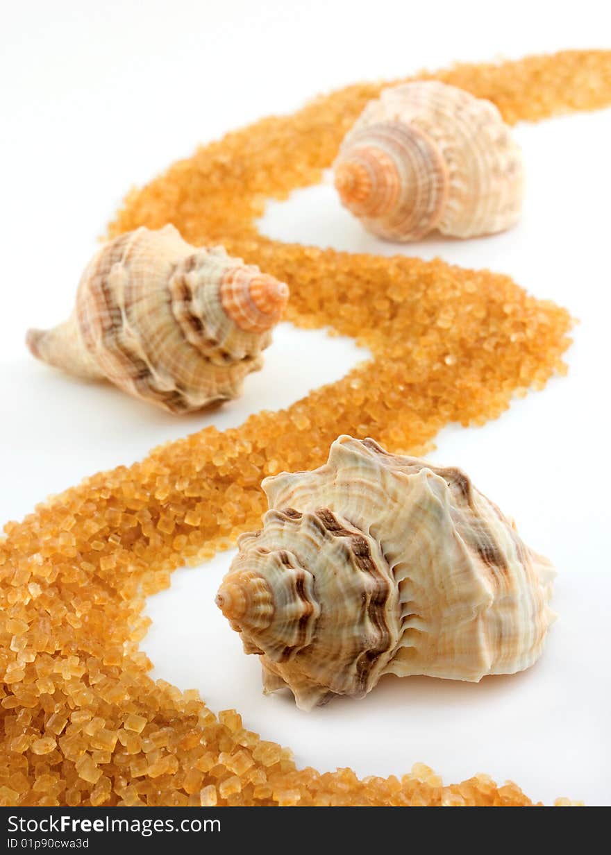 Three seashells