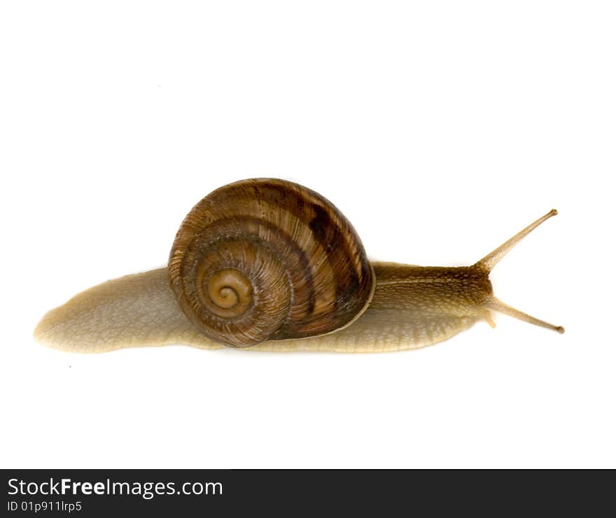 Snail