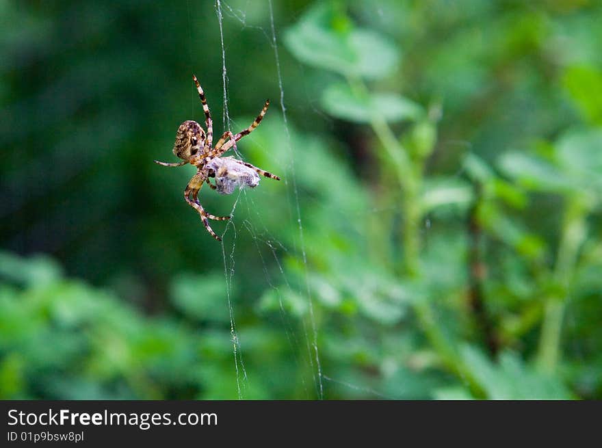 Hungry spider catched its victim. Hungry spider catched its victim