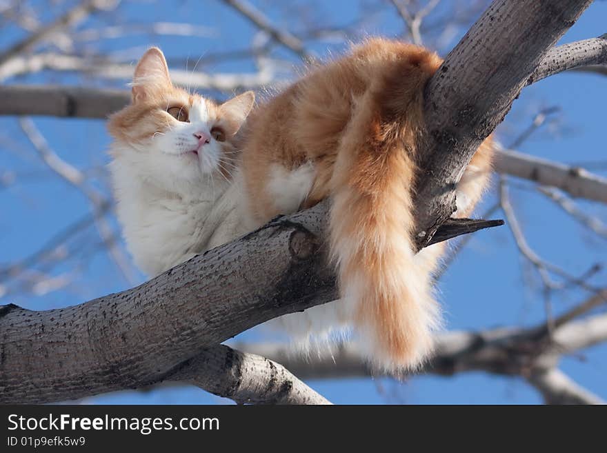 Cat on tree