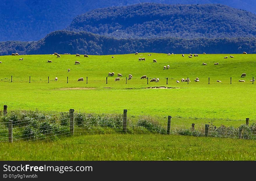 Sheep flock new zealand