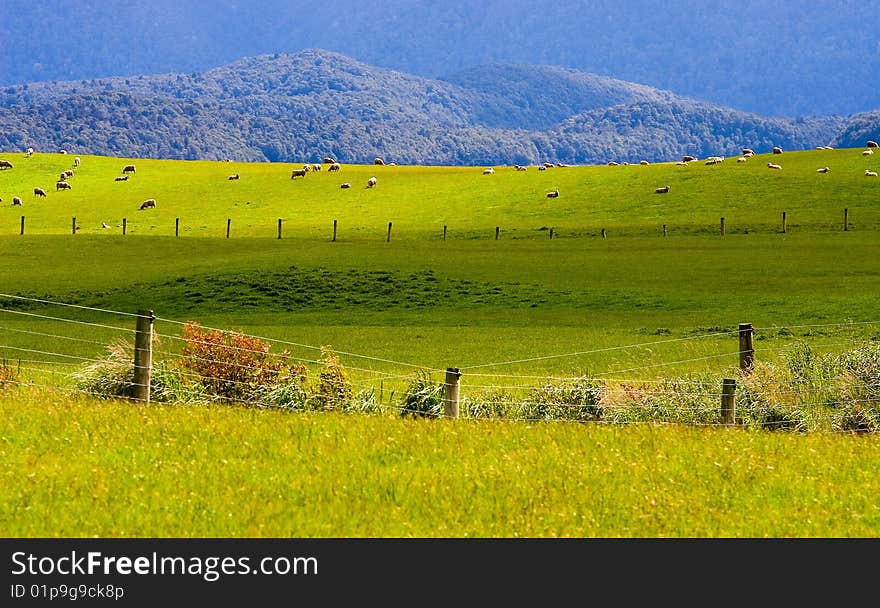 Sheep flock new zealand