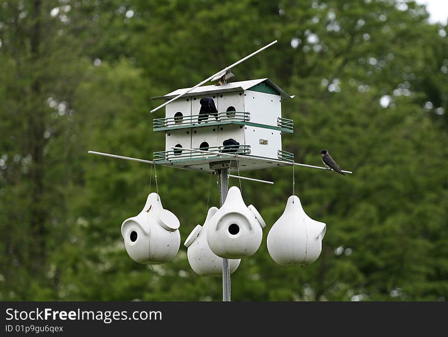 Birds  House