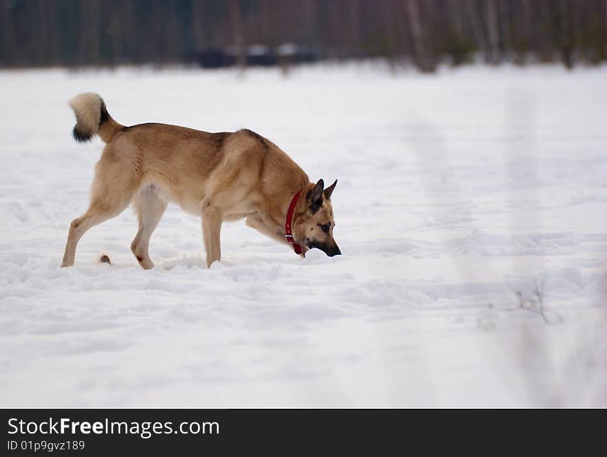 West Siberian Laika running in winter forest. West Siberian Laika running in winter forest