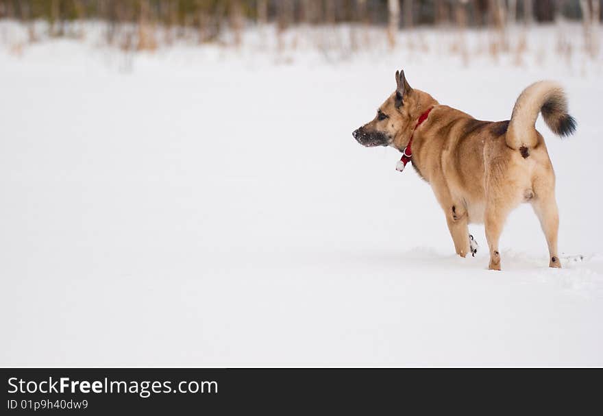 West Siberian Laika