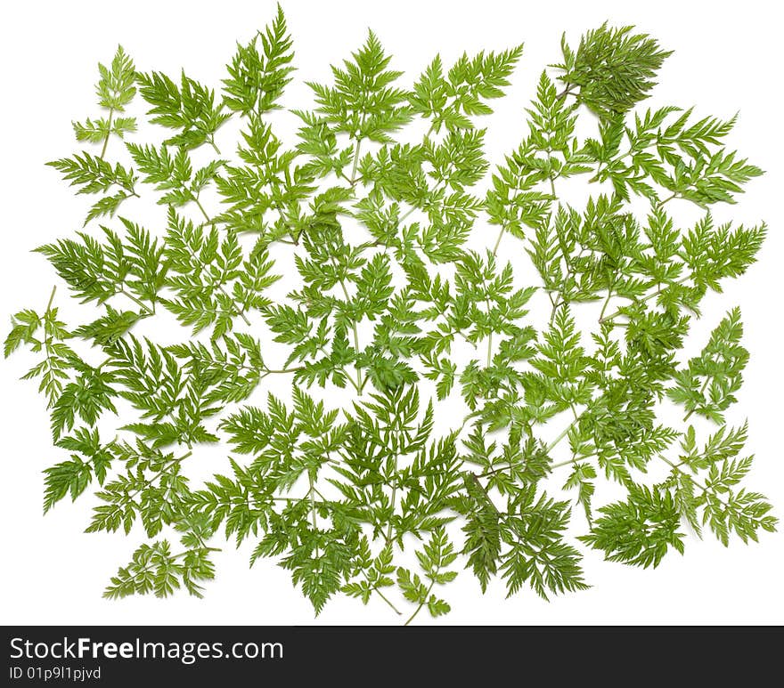 Green herb on white background, invoice, branches