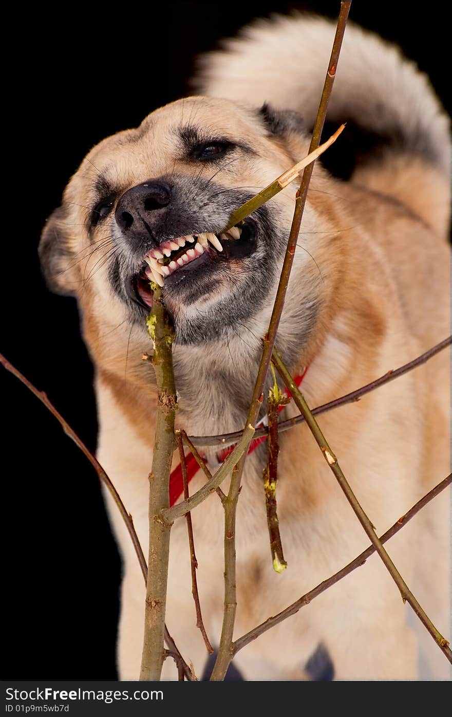 Gnawing dog