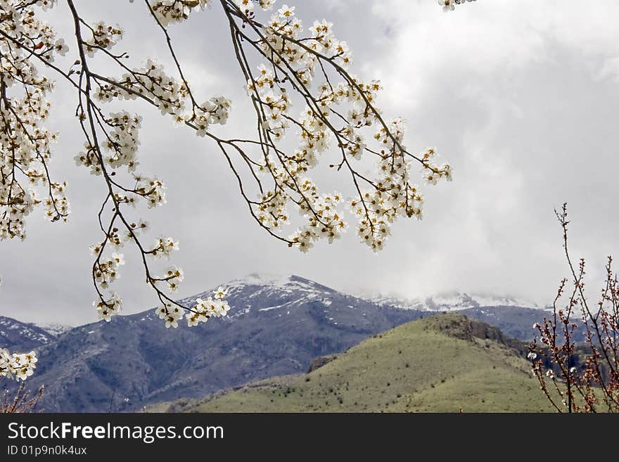 Abloom branch of apricot tree and mountains.