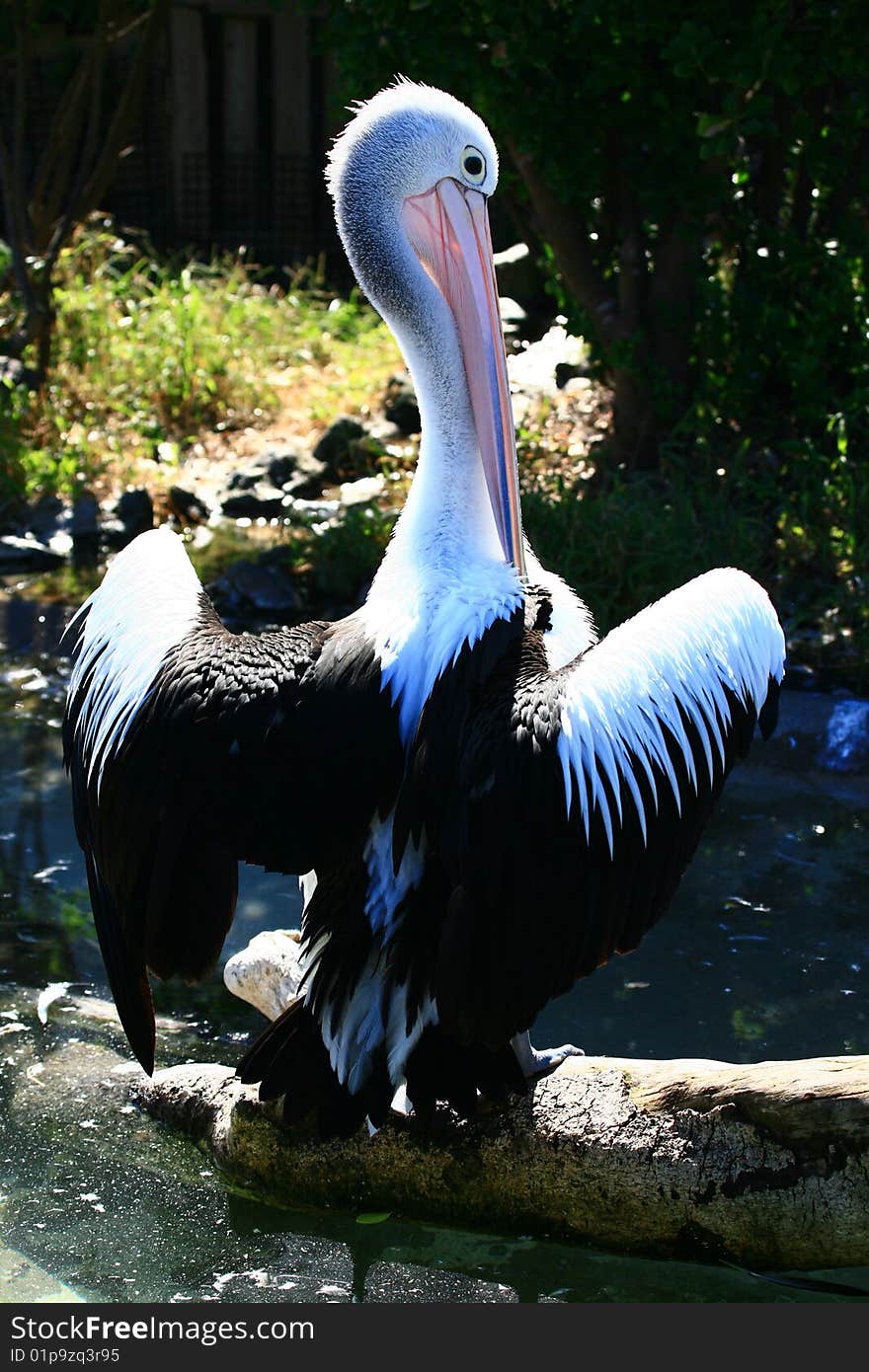 Pelican drying