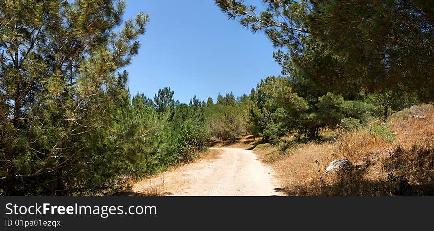 Hiking trail among the pine trees