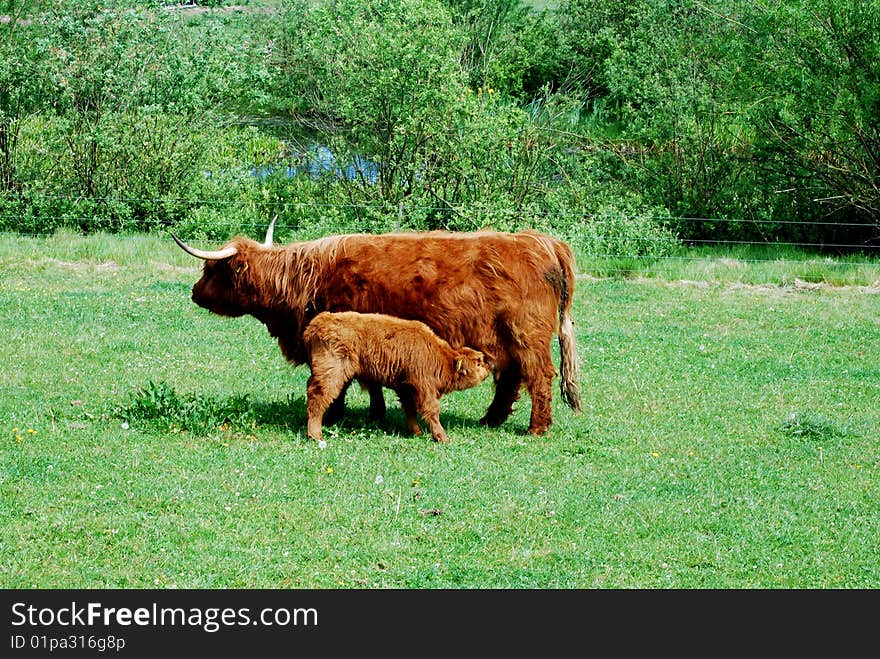 Young Calf Eating