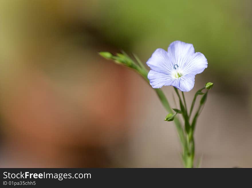 Violet close up