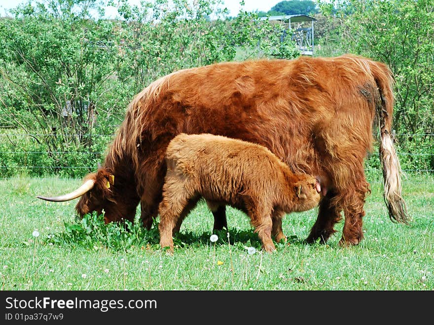 Young calf eating