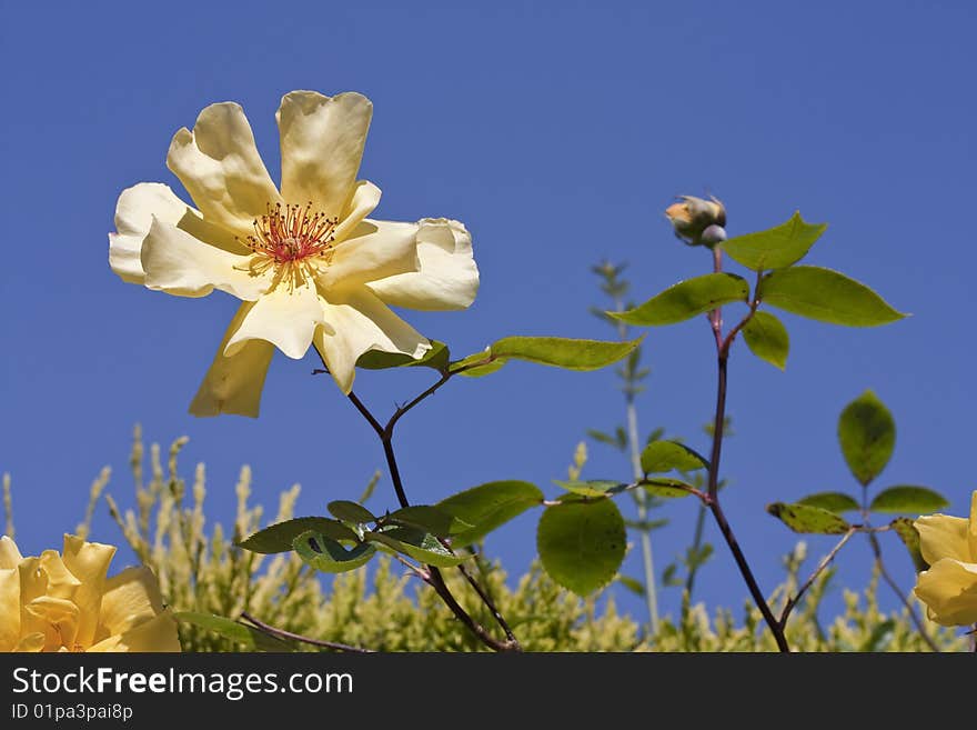 Yellow rose