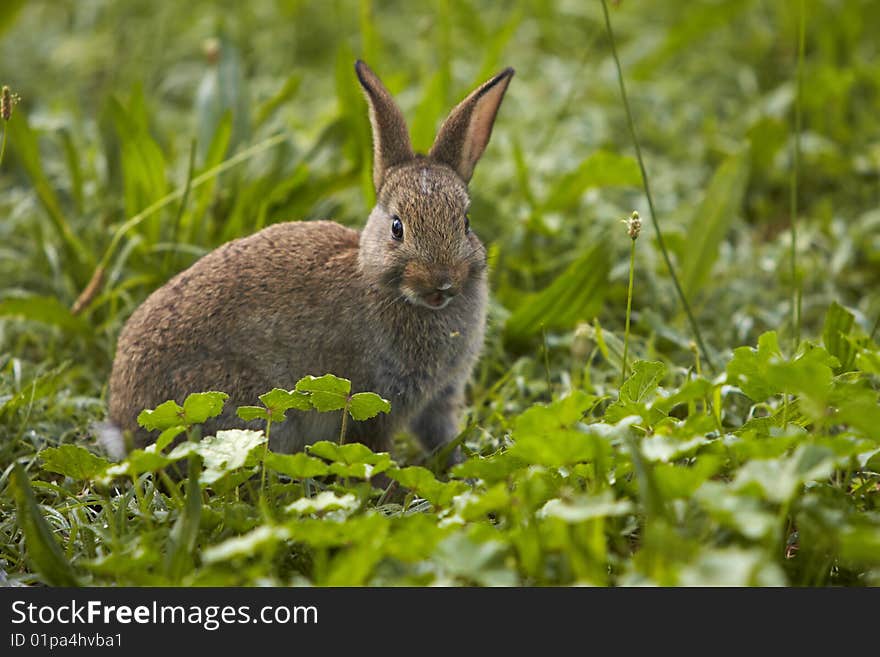 Rabbit to open mouth