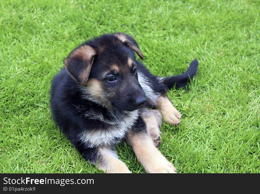 German Shepherd Puppy