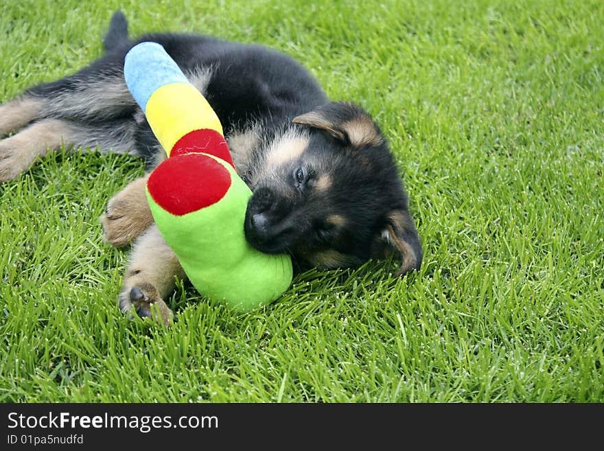 German Shepherd Puppy