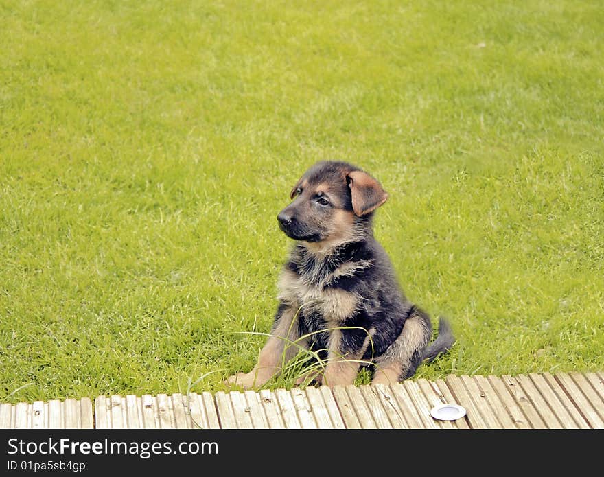 German Shepherd Puppy