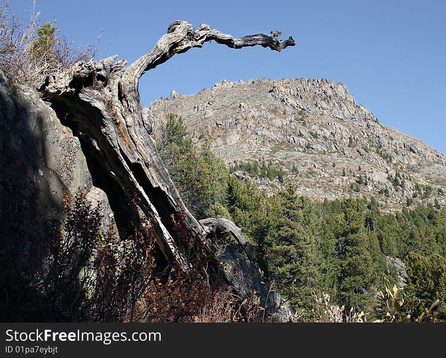 Dry tree, mountain, cedar wood, blue sky. Dry tree, mountain, cedar wood, blue sky.