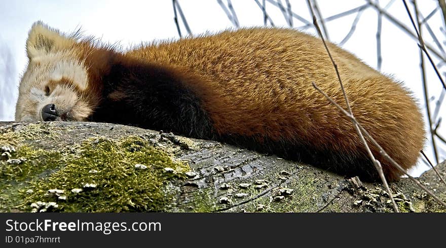 Lesser panda. Latin name - Ailurus fulgens fulgens. Lesser panda. Latin name - Ailurus fulgens fulgens