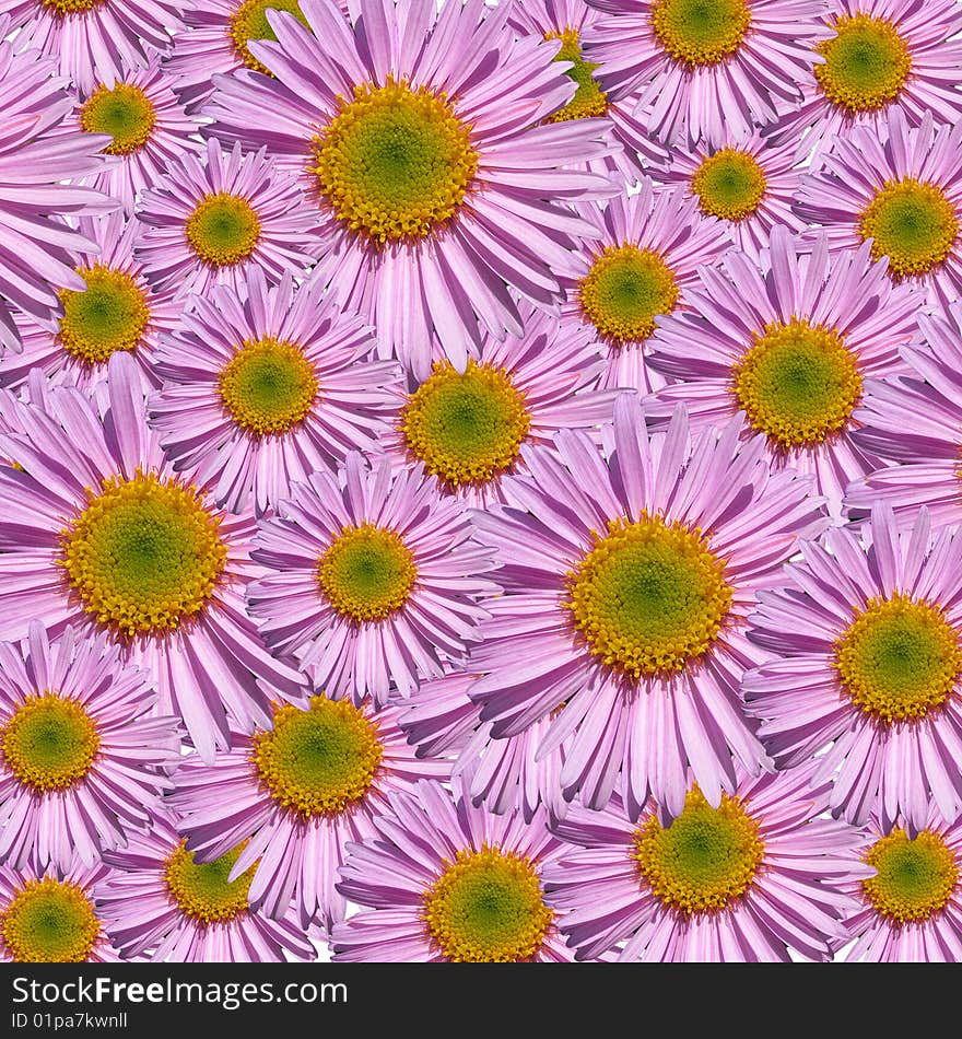 Pink petals closeup