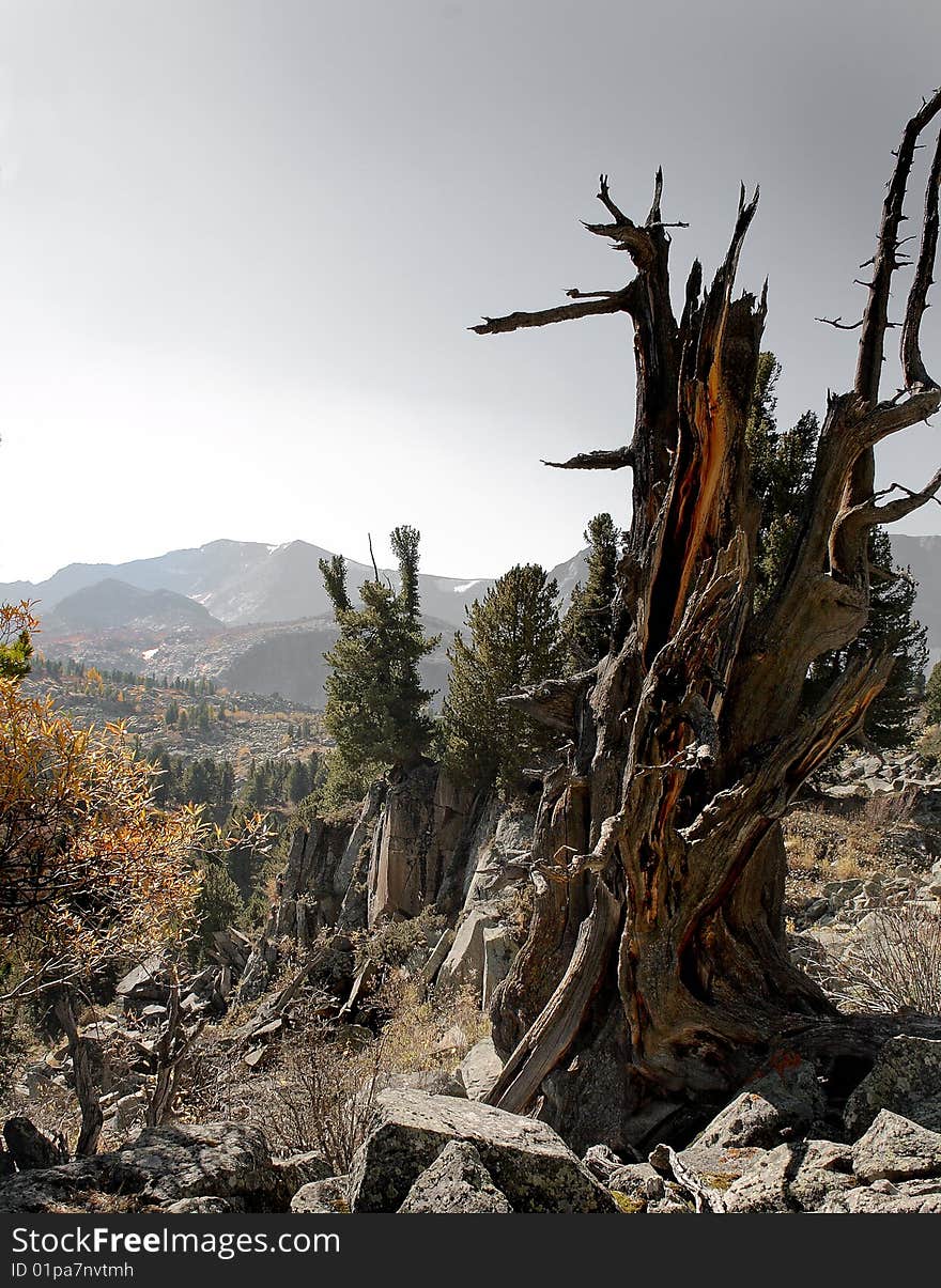 The greater stone, broken cedar, yellow bush, mountains. The greater stone, broken cedar, yellow bush, mountains.