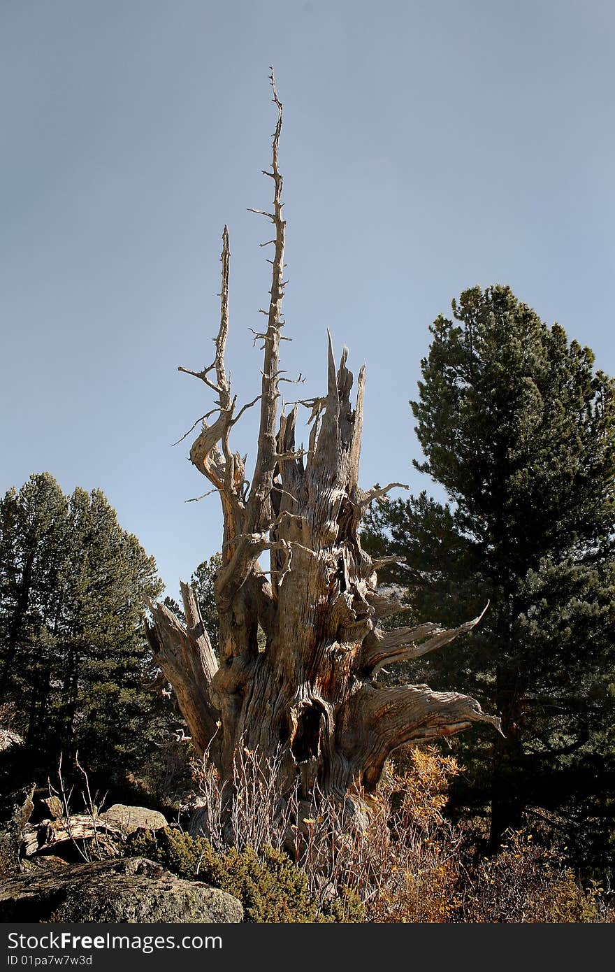 The greater stone broken cedar, yellow bush, wood. The greater stone broken cedar, yellow bush, wood.