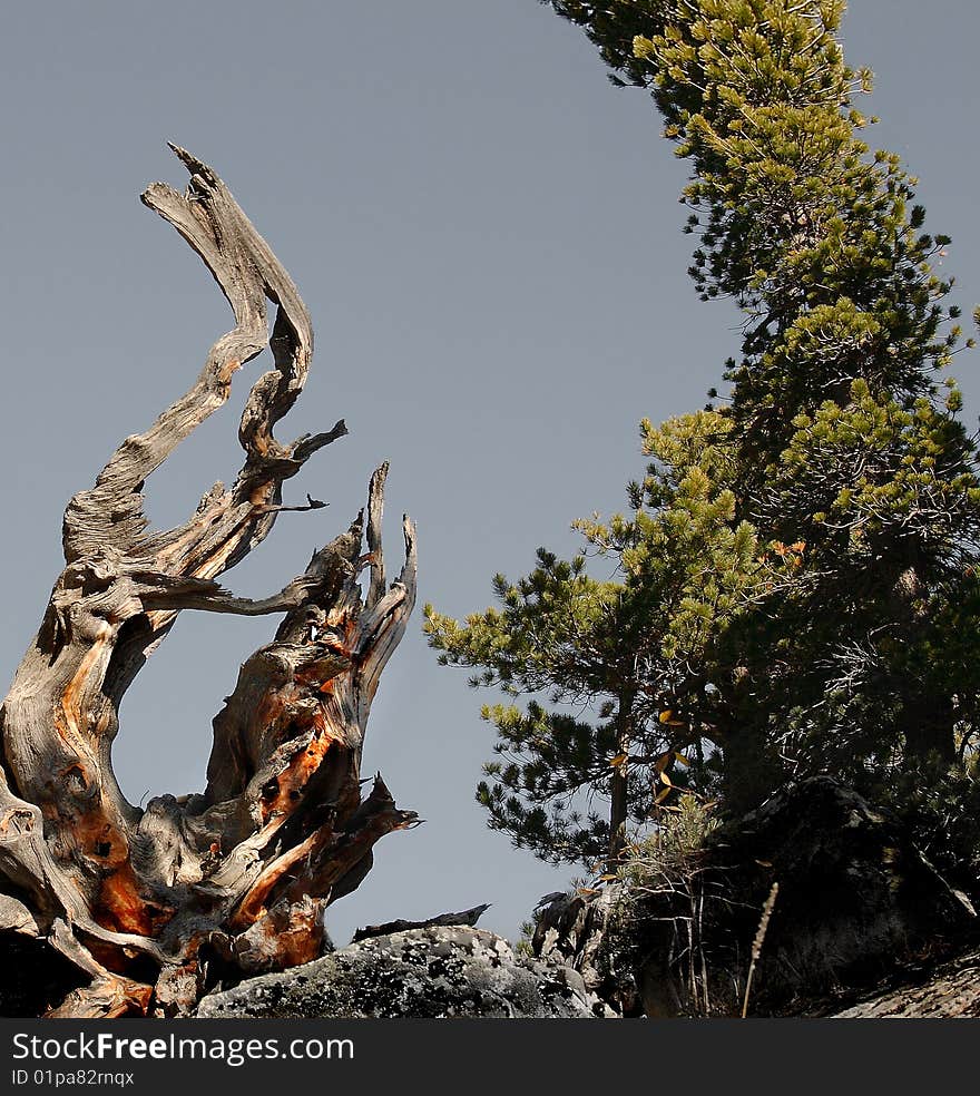 On a rock the stylised snag opposite to a cedar.