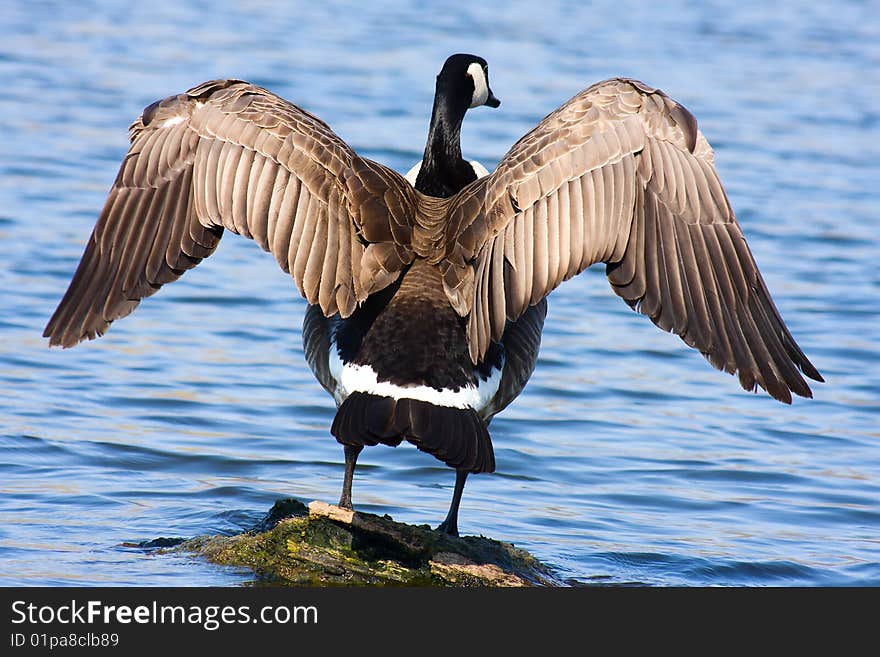 Canadian Goose sunning himself on a floating log. Canadian Goose sunning himself on a floating log.