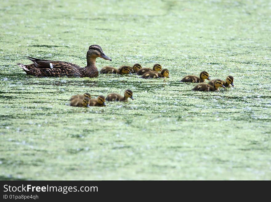 Mallard and her Ducklings