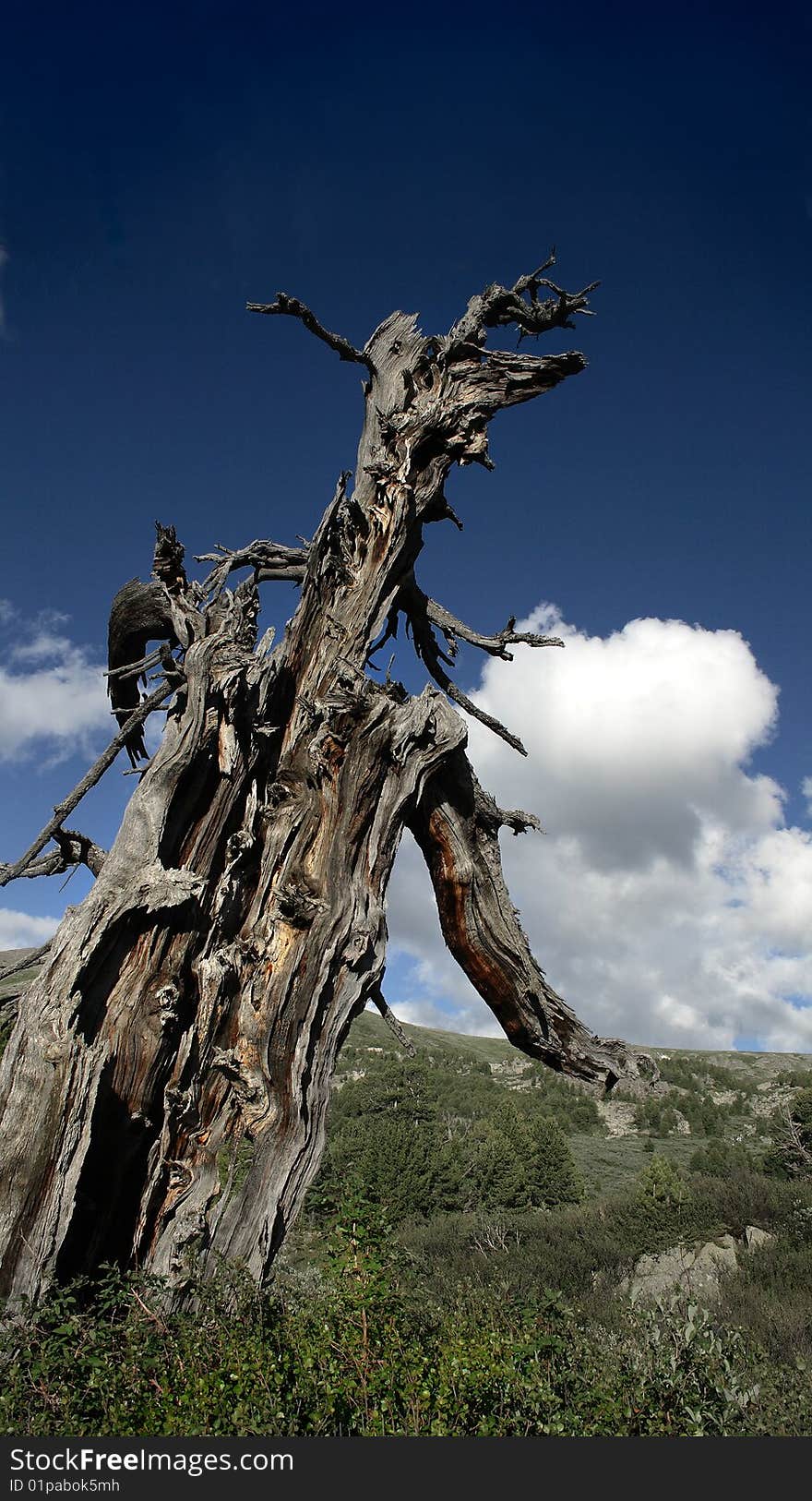 The big dry cedar. A mountain valley, summer. The big dry cedar. A mountain valley, summer.