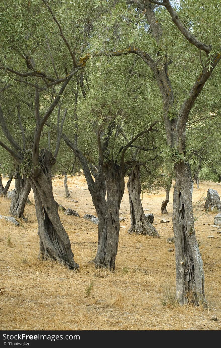 Tree olive tree at the field. Tree olive tree at the field