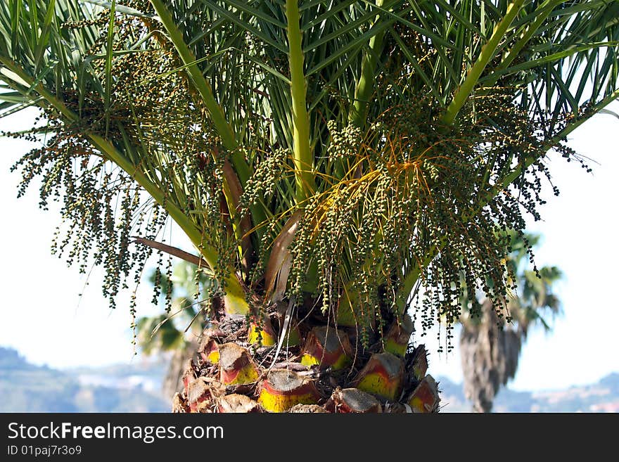 Detail of tropical palm tree leafs and coconuts. Detail of tropical palm tree leafs and coconuts.