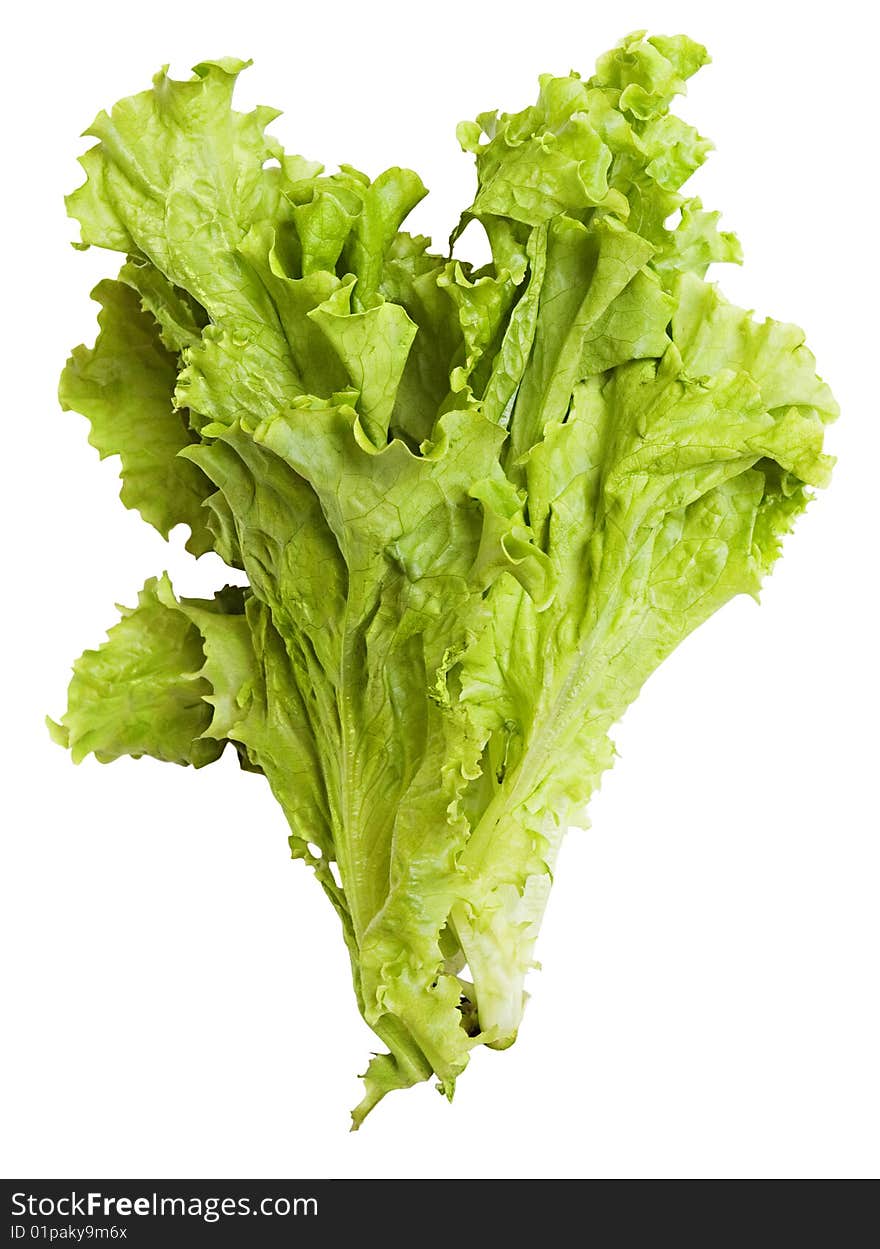 Lettuce