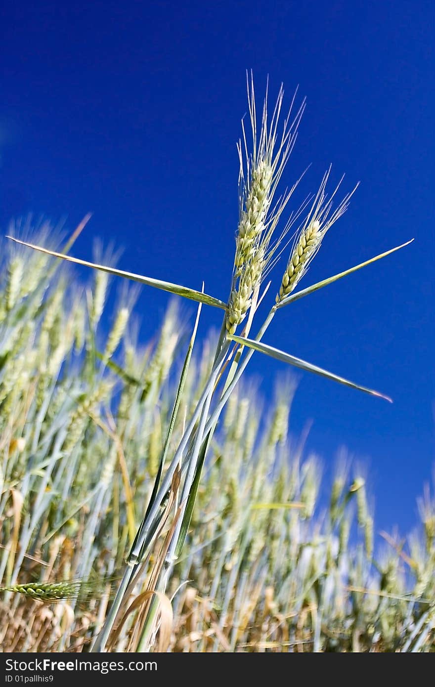 Wheat Ear