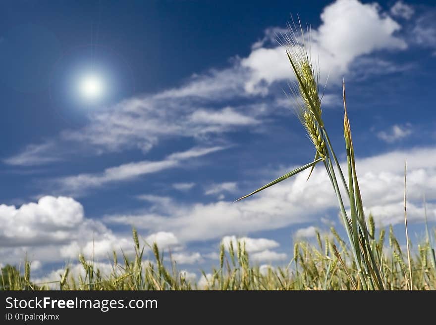 Wheat field