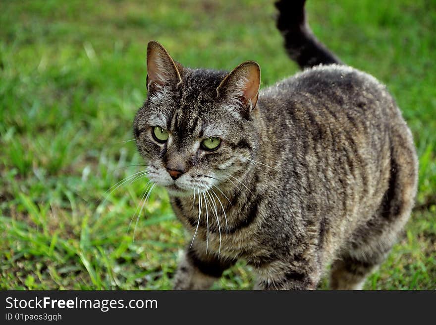 Cat on the  green grass