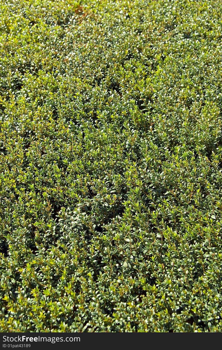 Detail of a neatly trimmed hedge