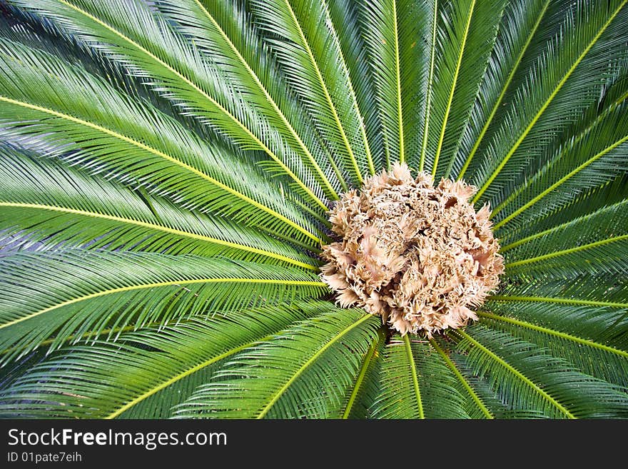 Fruiting centre of a South African cycad