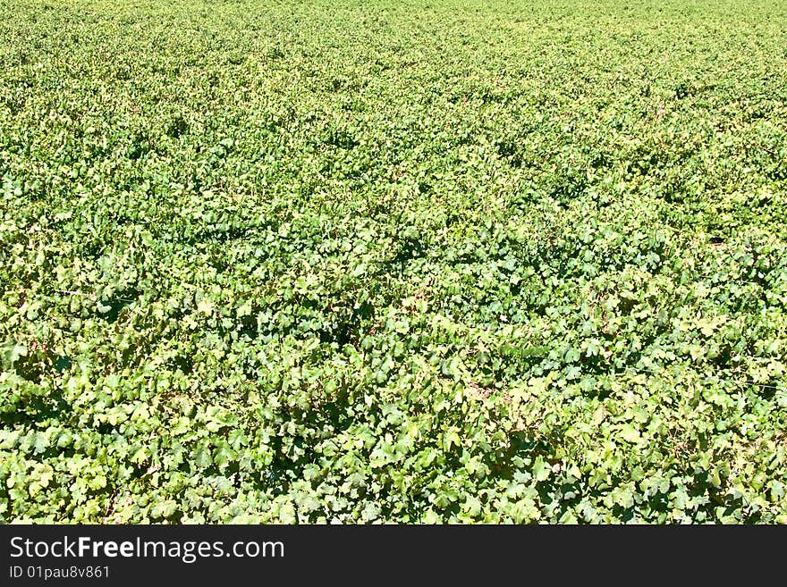 Large Expanse Of Summer Grape Vines