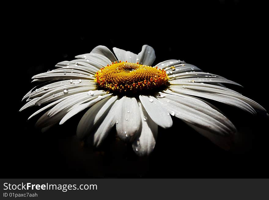 Beautiful daisie on black background