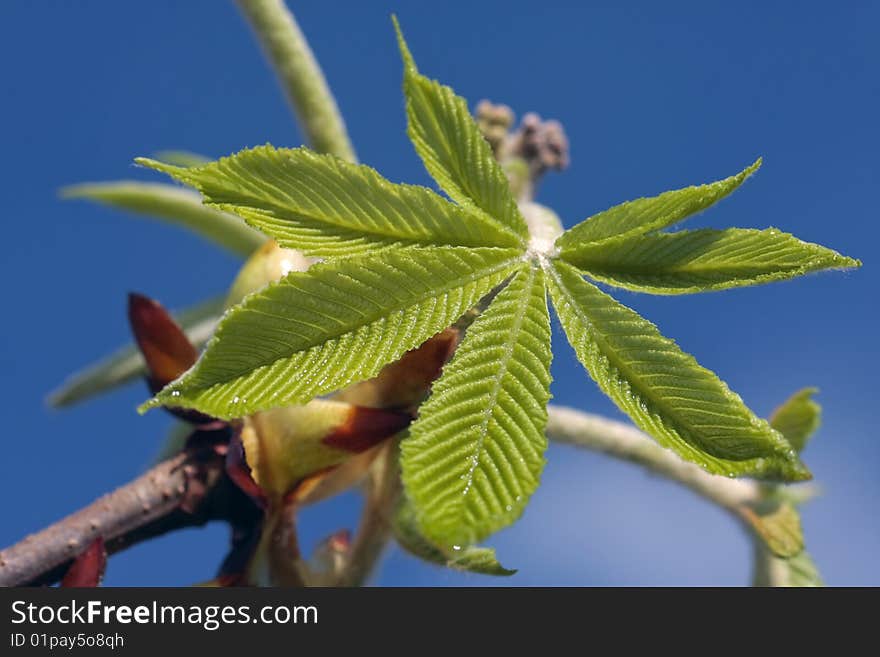 Fresh tree leaves closeup opening in early spring. Fresh tree leaves closeup opening in early spring