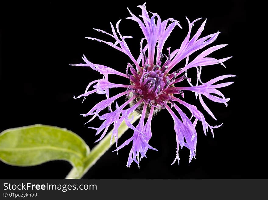 Purple flower closeup over black