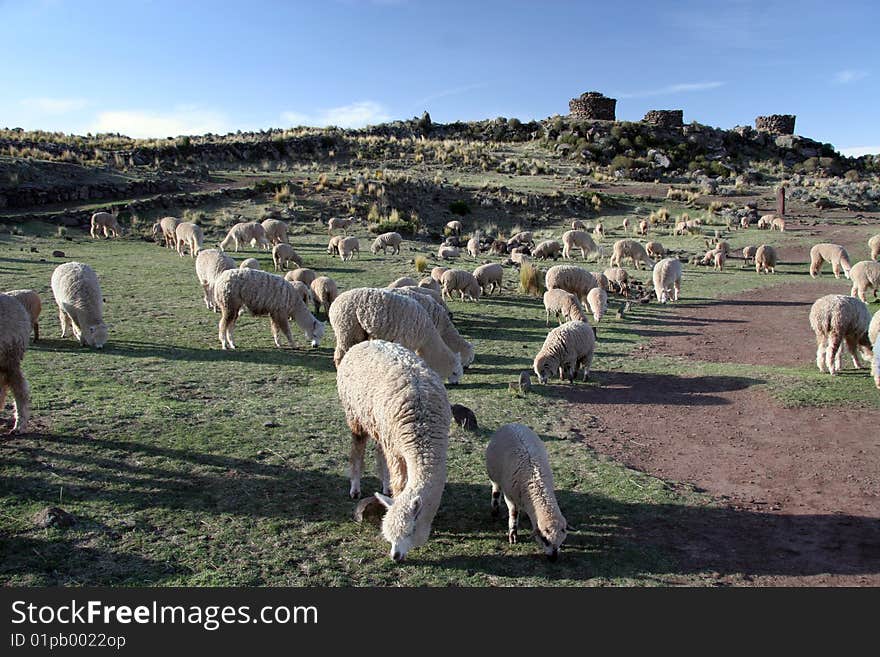 Alpacas