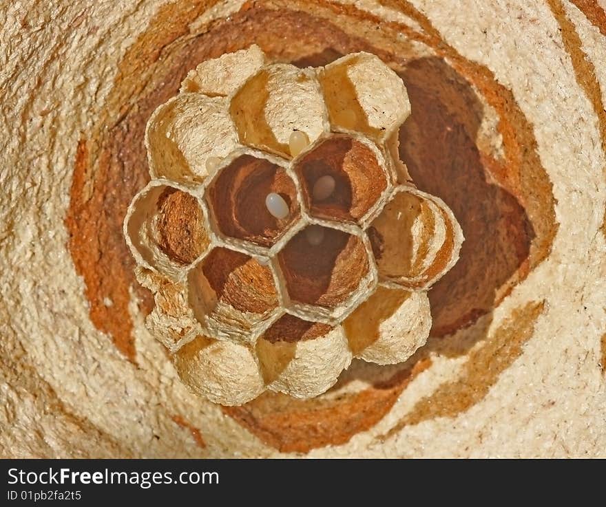 Nest Of A Wasp.