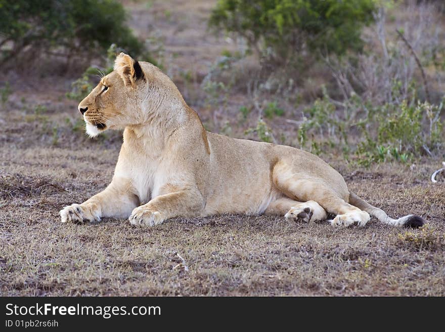 The Lioness watches the antelope approach the river. The Lioness watches the antelope approach the river