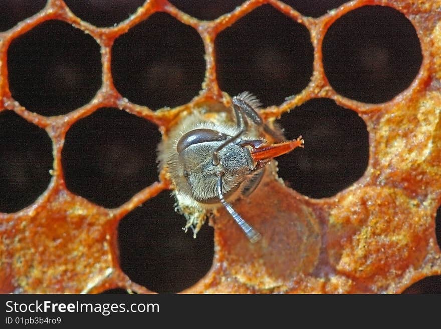 Exit of a bee.