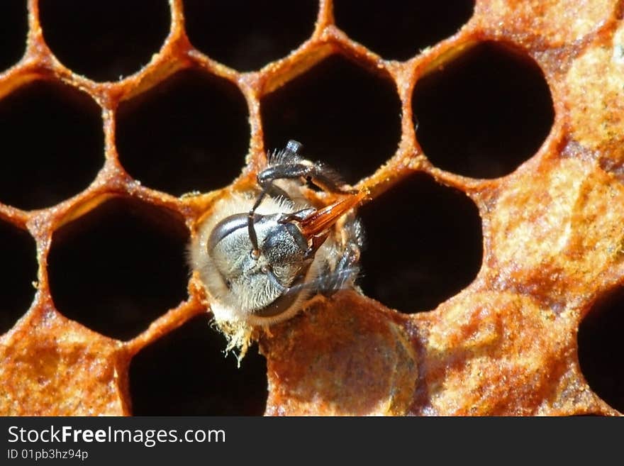 Exit Of A Bee.