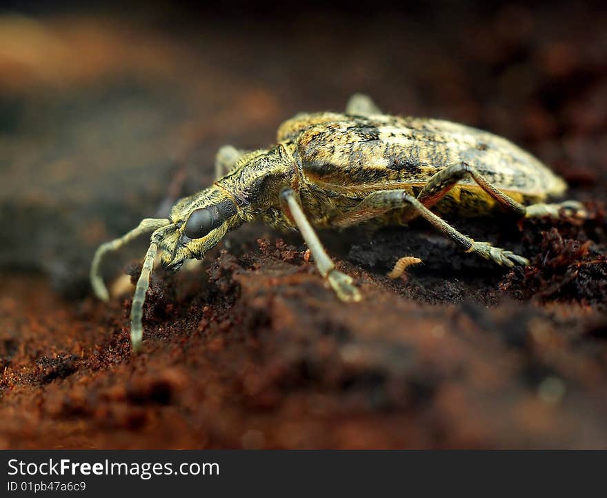 Forest bug on brown soil