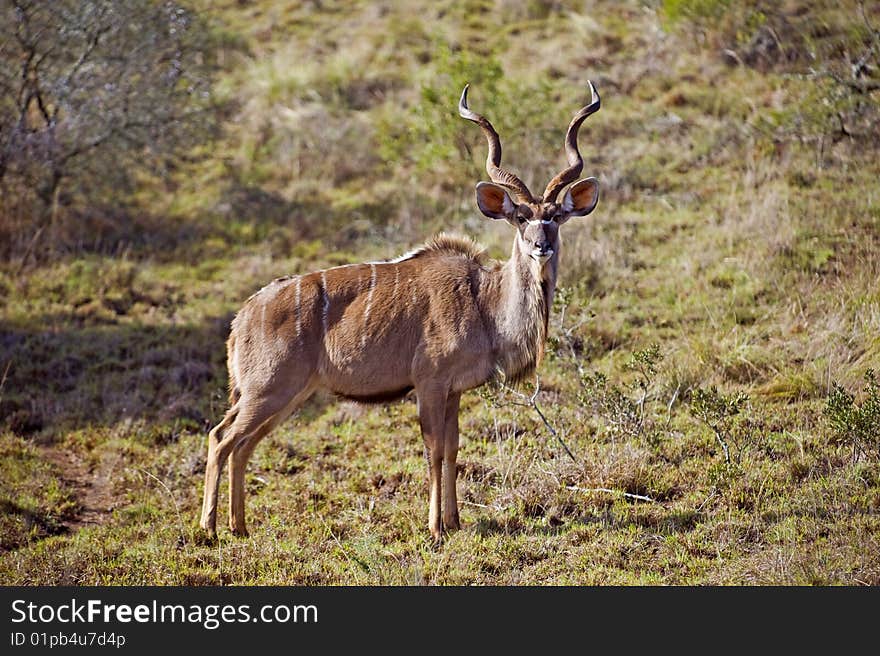 A lone Kudu Bull caught out in the open